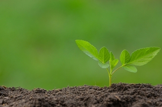 Artigo sobre agriculturas do Sertão e da Floresta ganha Prêmio Ignacy Sachs